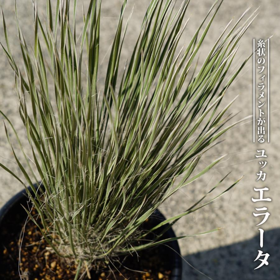 数量限定 エラータユッカ 耐寒性南欧風プランツ : 苗木部 花ひろば