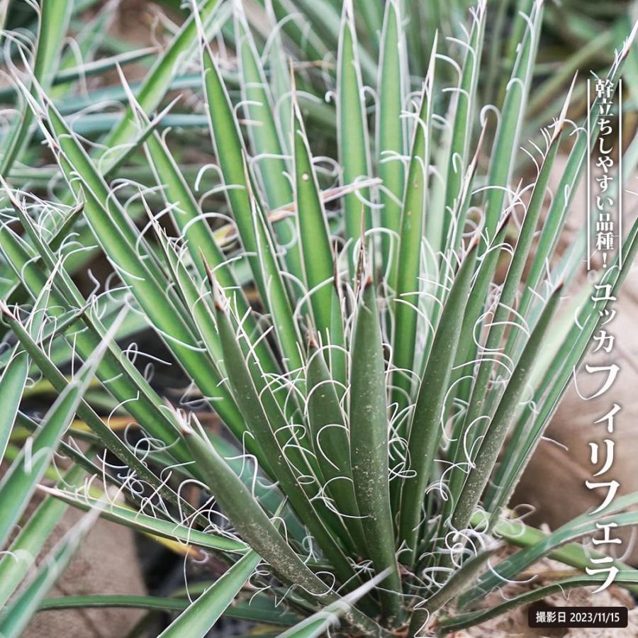 フィリフェラユッカ 根巻き大苗 耐寒性南欧風プランツ : 苗木部 花