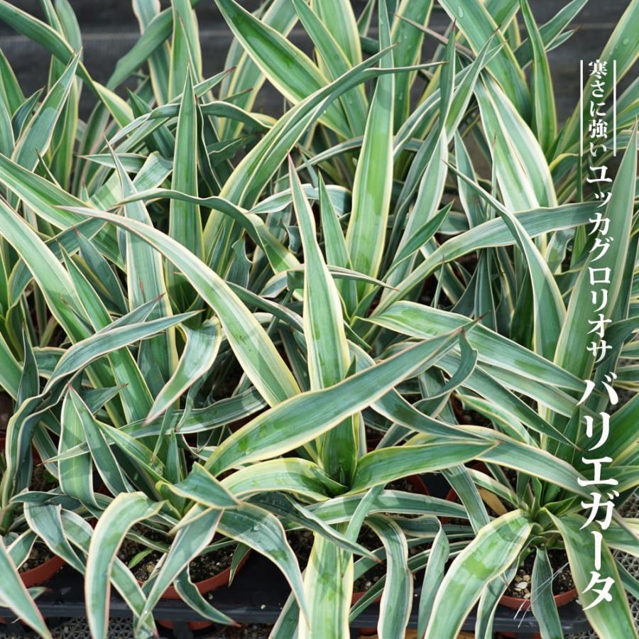 新潟で地植え可能なユッカ　グロリオサ　散斑入り芋です。 大株 ユッカ グラリオサ バリエガーター 耐寒 斑入り 【公式通販】
