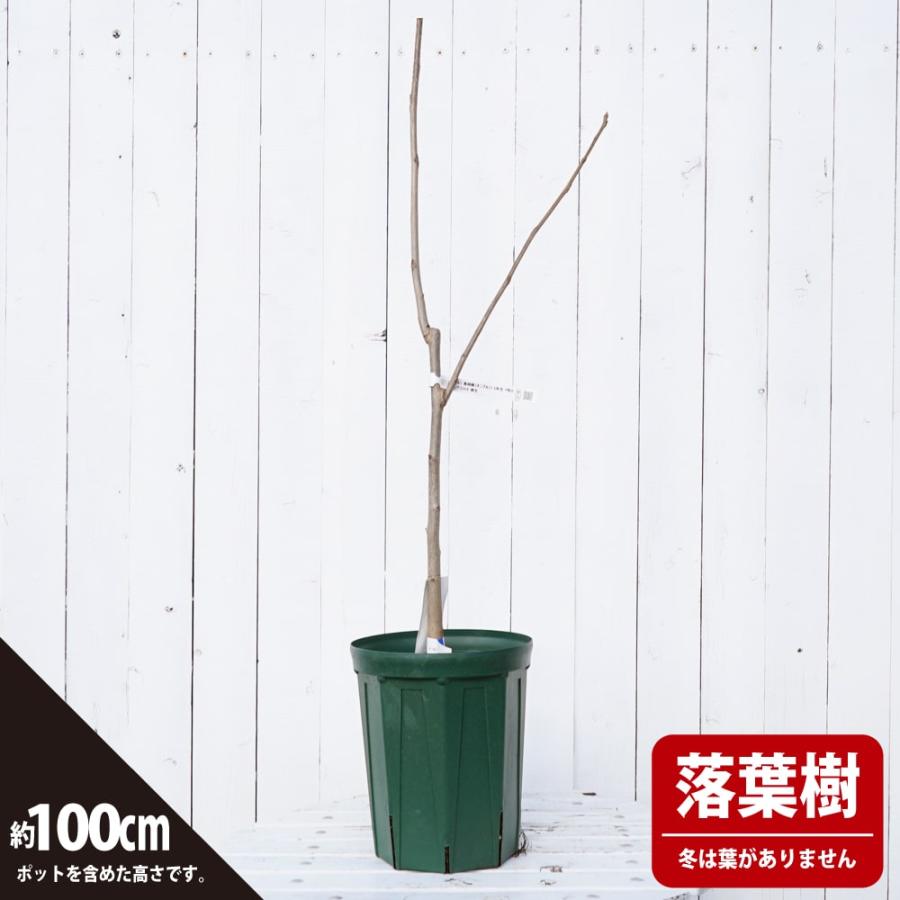 くるみの木の苗 鬼胡桃 （オニグルミ） 2年生実生苗 スリット 鉢植え