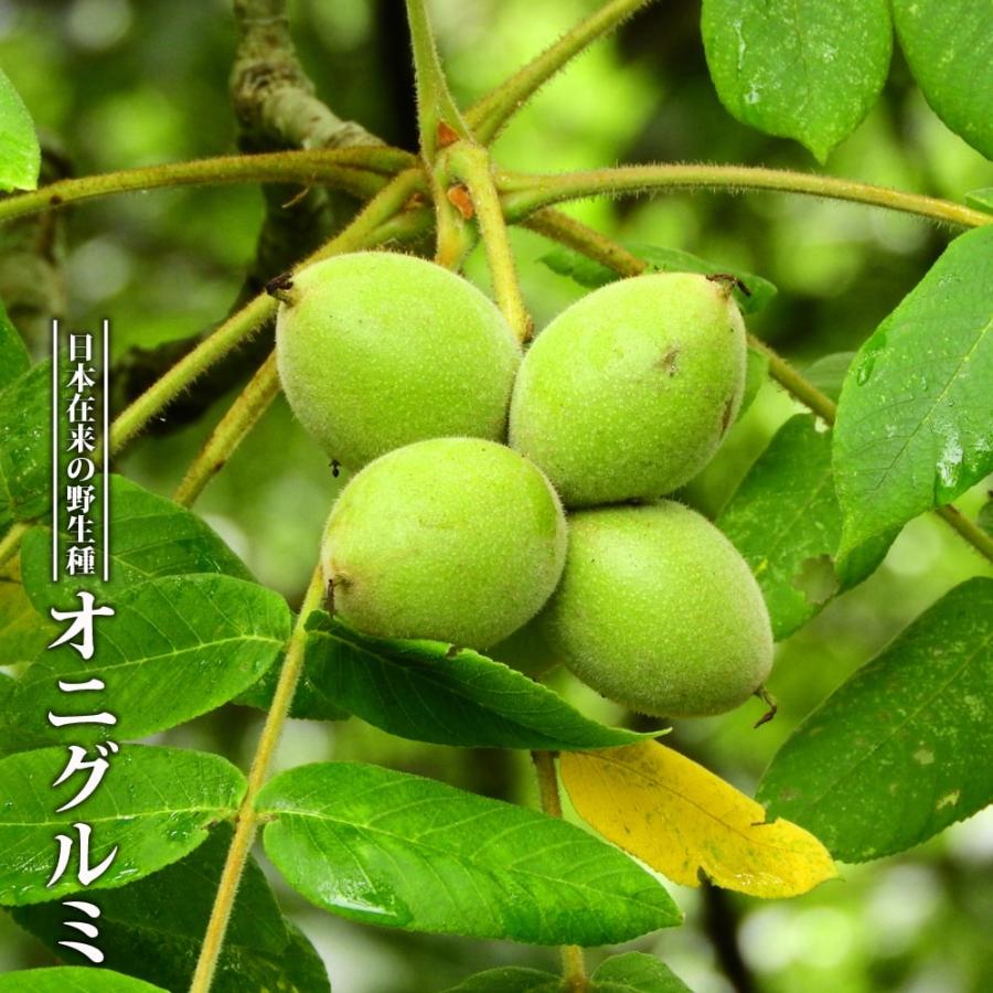 くるみの木の苗 鬼胡桃 （オニグルミ） 2年生実生苗 スリット 鉢植え