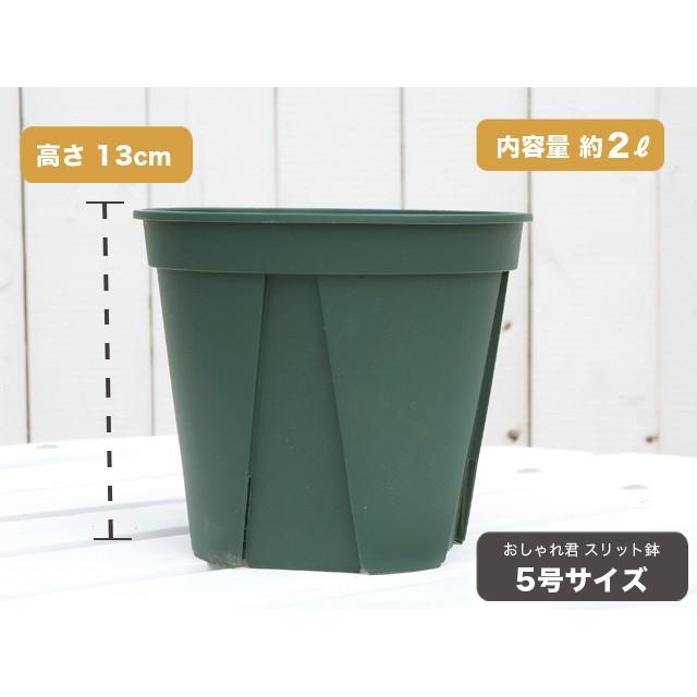 スリット鉢おしゃれ君スリット 鉢 5号 スリット 鉢 ロング Oshare 5 Suri 苗木部 花ひろばオンライン 通販 Yahoo ショッピング
