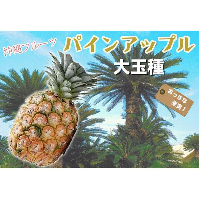 パインアップル 大玉種 ポット苗 沖縄県産 パイナップル : 苗木部 花