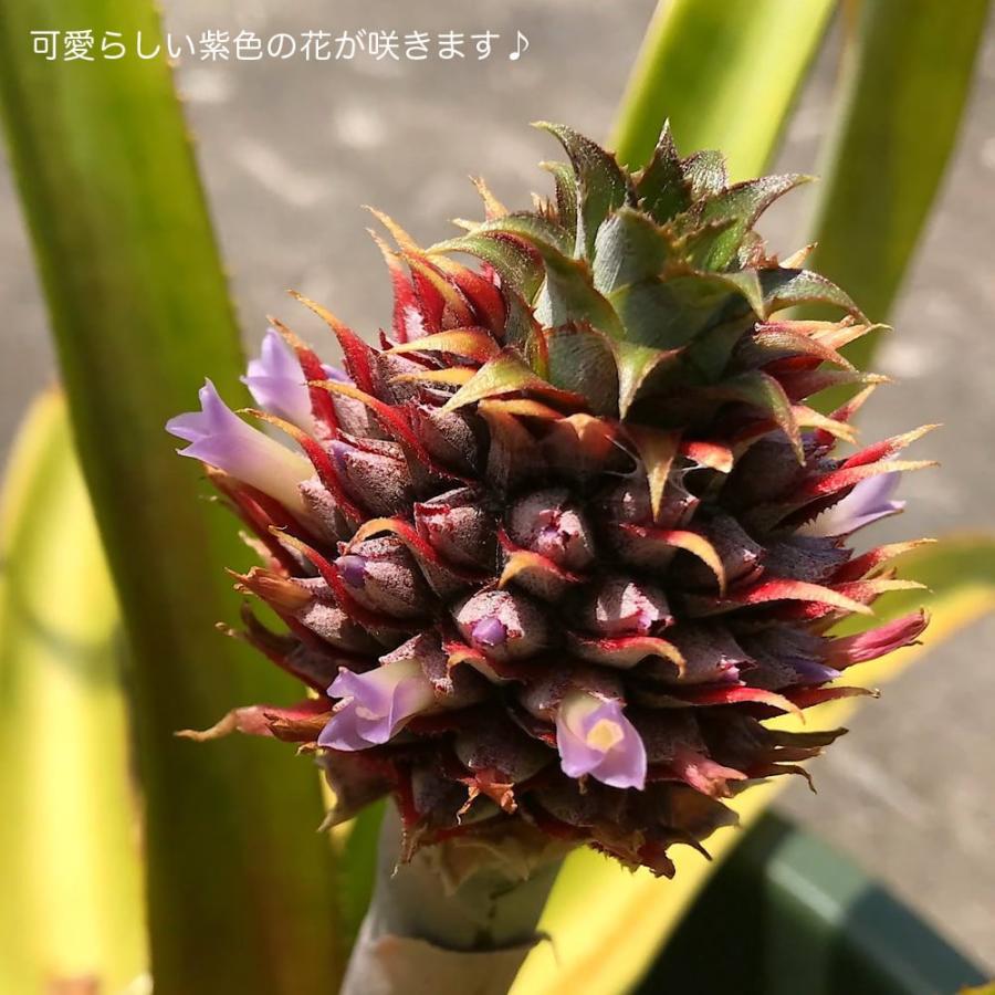 パインアップル ソフトタッチ （ピーチパイン） ポット苗 沖縄県産