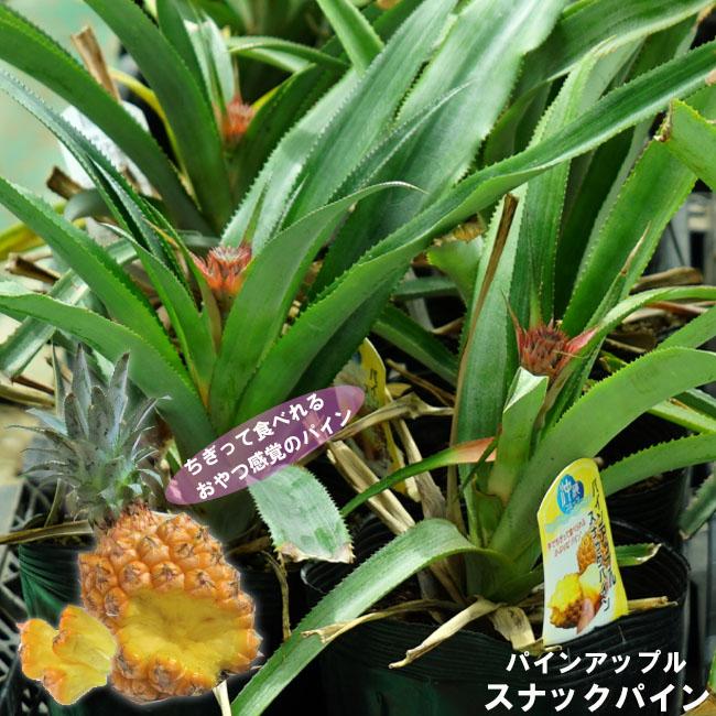 パインアップル スナックパイン 6号ポット大苗 パイナップル Pain Sunakku01 Onae 苗木部 花ひろばオンライン 通販 Yahoo ショッピング