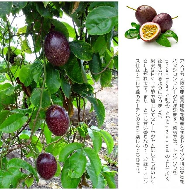 パッションフルーツ 赤紫果実 3号 ポット苗 愛知県産 : 苗木部 花
