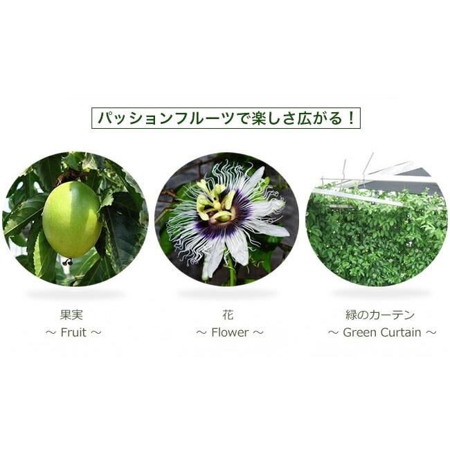 パッションフルーツ 赤紫果実 3号 ポット苗 愛知県産 : 苗木部 花