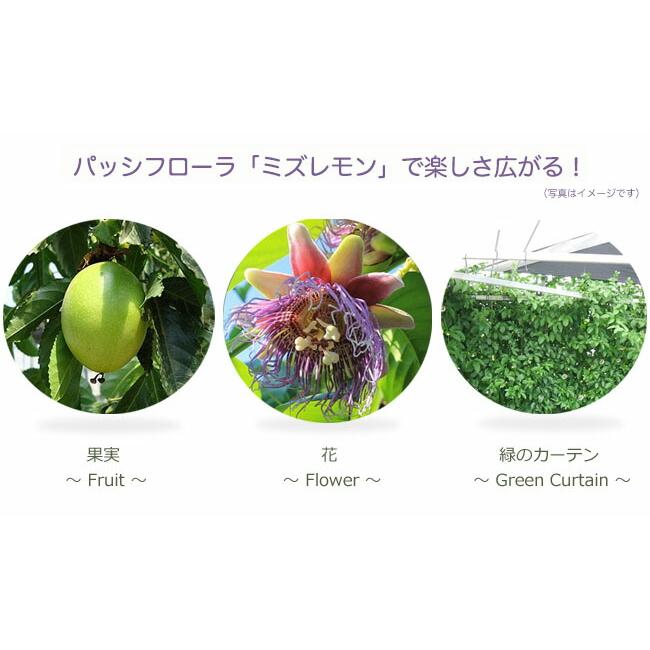 ミズレモン 実生 1年生ポット苗 : 苗木部 花ひろばオンライン - 通販