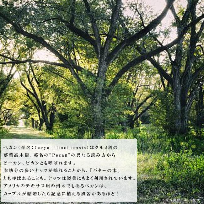 ペカンナッツ （ピーカンナッツ） 実生 1年生苗 : 苗木部 花ひろば
