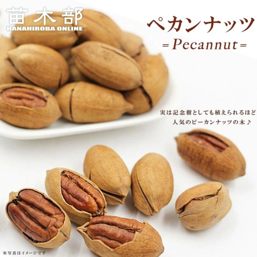 ペカンナッツ （ピーカンナッツ） 実生 3年生大苗 大型宅配便・大梱包