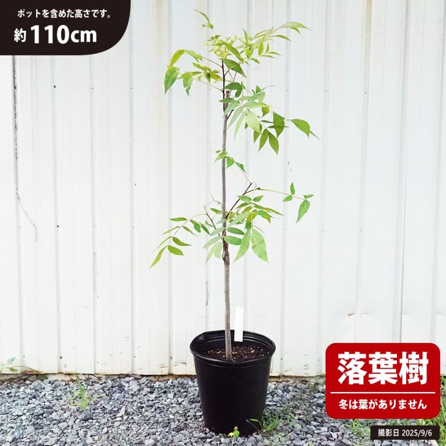 ペカンナッツ （ピーカンナッツ） 実生 3年生大苗 大型宅配便・大梱包