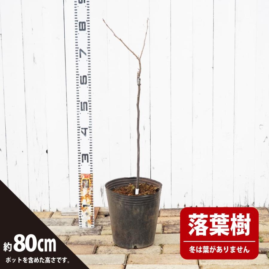 「人气商品」 ペカンナッツ ケープフェア 1年生接木 6号ポット苗 【K2115174599】(10670円)