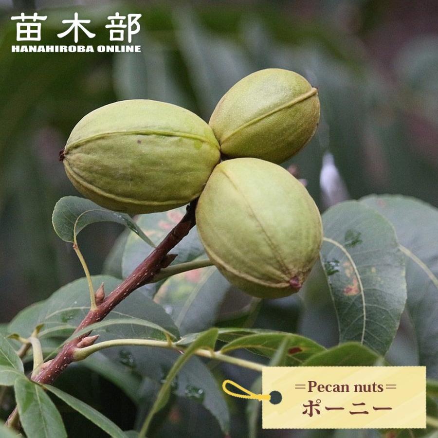 ペカンナッツ ポーニー 1年生接木 6号ポット苗 : 苗木部 花ひろば