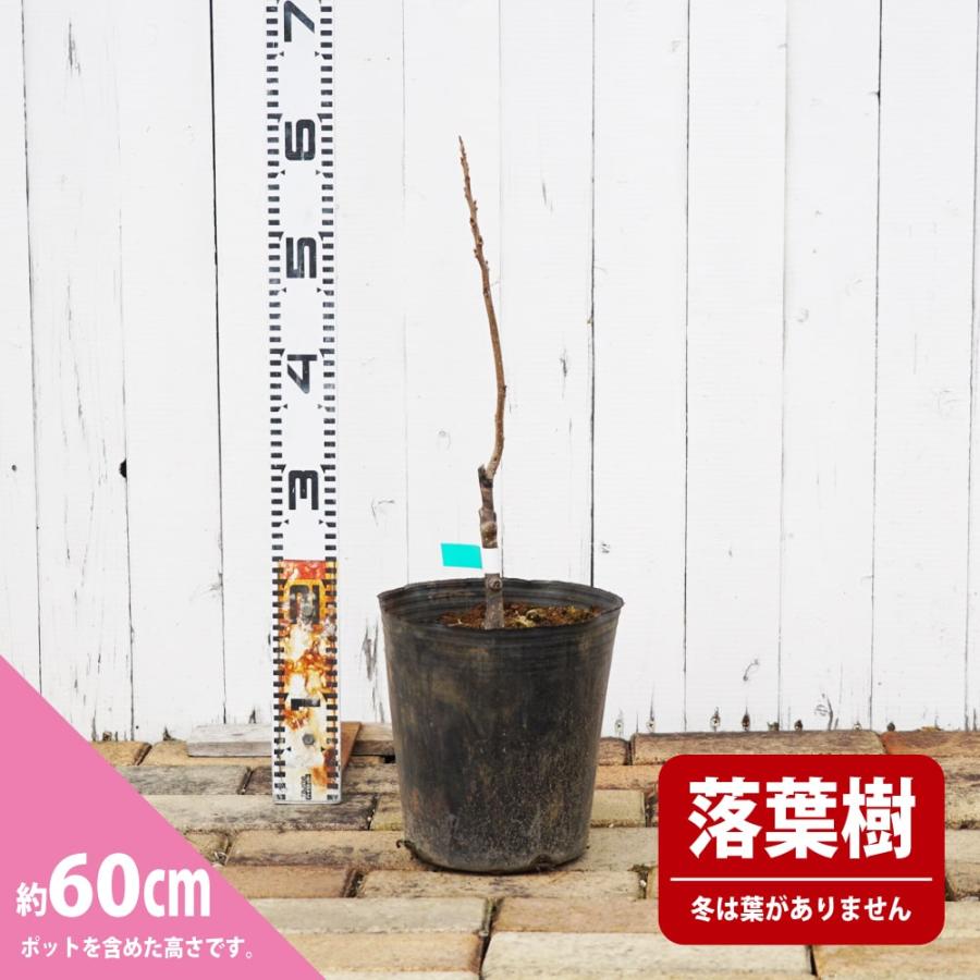 ペカンナッツ ポーニー 1年生接木 6号ポット苗 爆買いweek : 苗木部 花