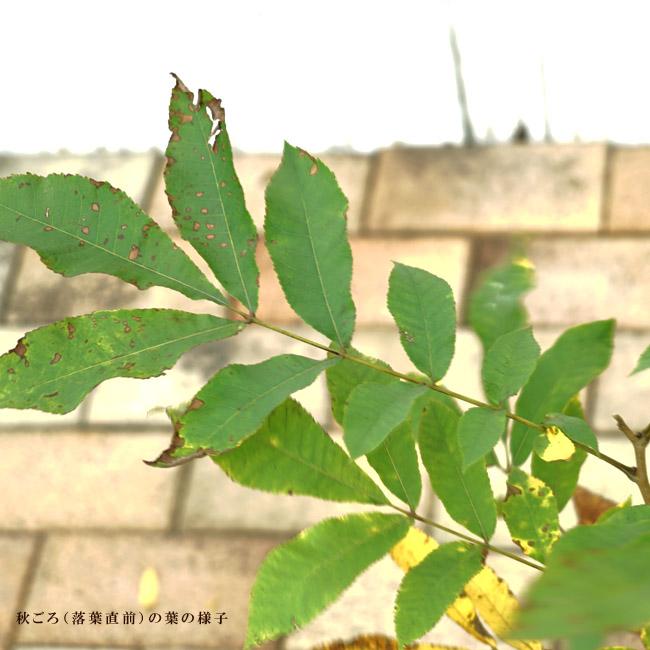 ピーカンナッツ 接木地堀苗 ポーニー hanahirobaonline_pecannattu005