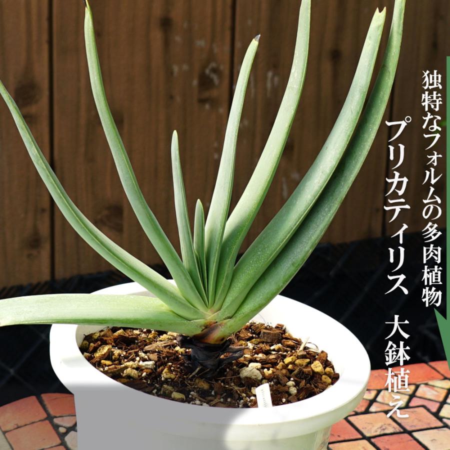 多肉植物 観葉植物 プリカティリス アロエの仲間 白鉢大苗 インテリアプランツ Plicatilis 01 苗木部 花ひろばオンライン 通販 Yahoo ショッピング