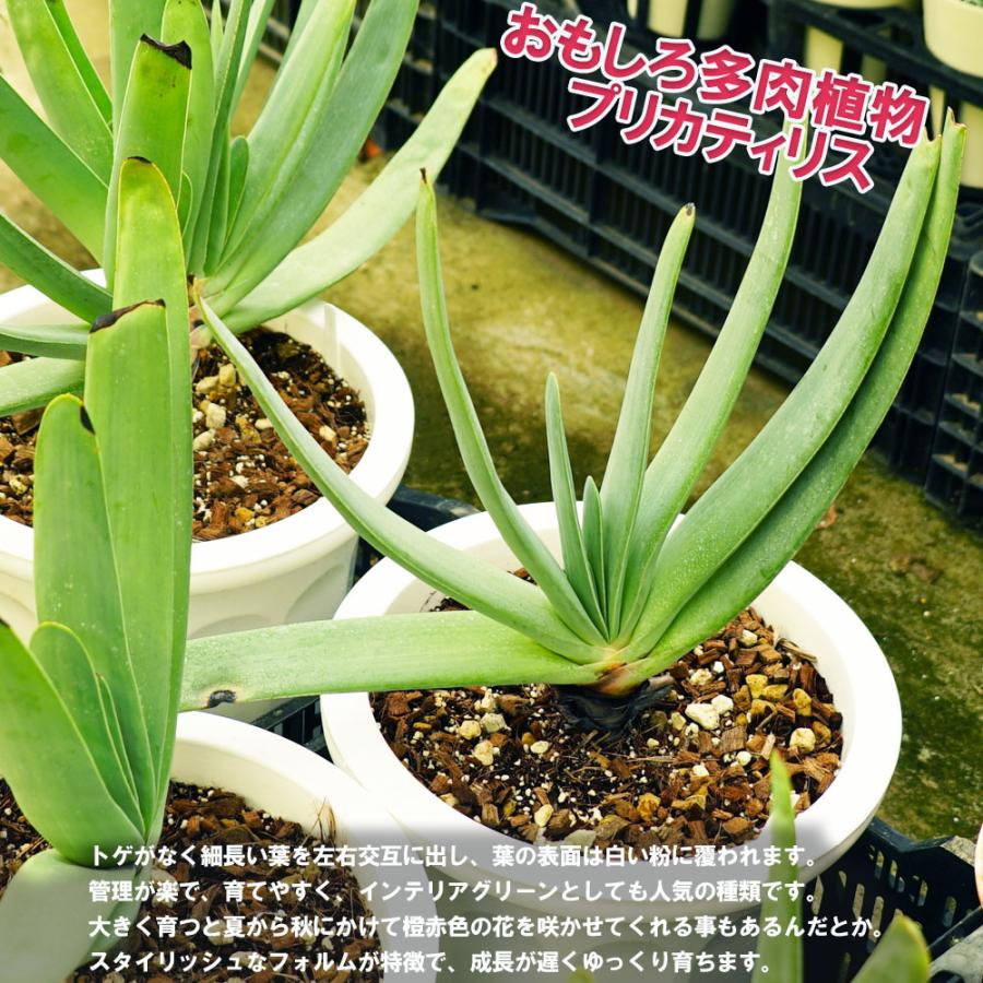 多肉植物 観葉植物 プリカティリス（アロエの仲間） 白鉢大苗