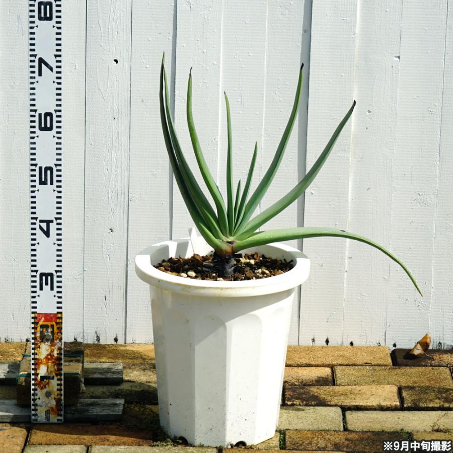 多肉植物 観葉植物 プリカティリス（アロエの仲間） 白鉢大苗