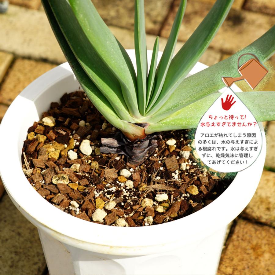 多肉植物 観葉植物 プリカティリス（アロエの仲間） 白鉢大苗