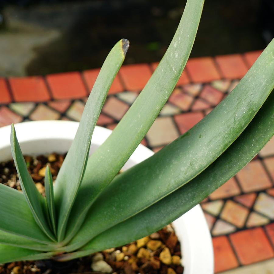 多肉植物 観葉植物 プリカティリス（アロエの仲間） 白鉢大苗
