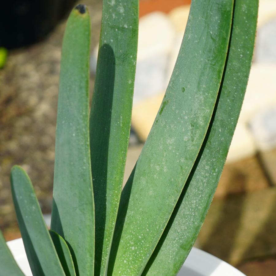 多肉植物 観葉植物 プリカティリス（アロエの仲間） 白鉢大苗