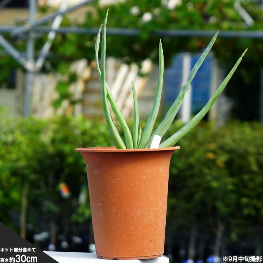多肉植物 観葉植物 プリカティリス アロエの仲間 鉢苗 インテリアプランツ Plicatilis 02 苗木部 花ひろばオンライン 通販 Yahoo ショッピング