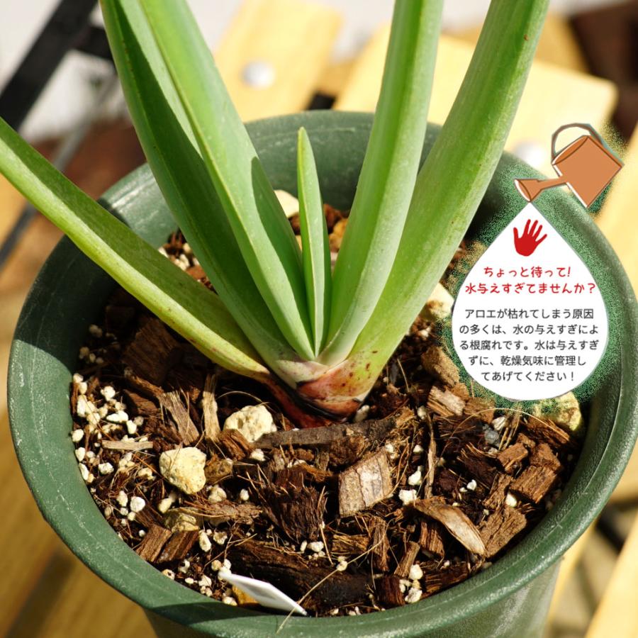 多肉植物 観葉植物 プリカティリス アロエの仲間 鉢苗 インテリアプランツ Plicatilis 02 苗木部 花ひろばオンライン 通販 Yahoo ショッピング