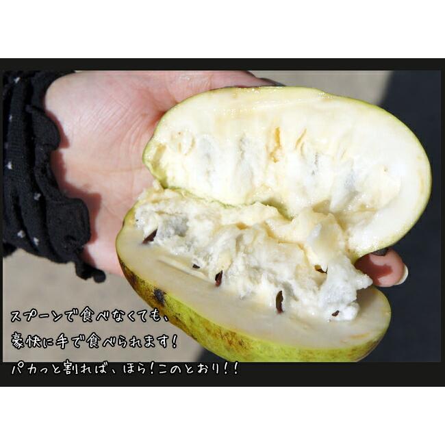 アレグヘニー ポポー 2年生 接ぎ木 苗 ルートポーチ植え Popo Arege002 苗木部 花ひろばオンライン 通販 Yahoo ショッピング