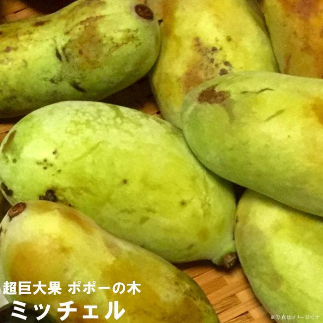 ポポー 苗木 ミッチェル 3年生接木大苗 爆買 : 苗木部 花ひろば