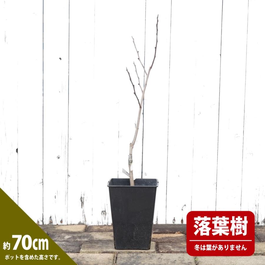 ポポー 苗木 NC-1 1年生接木苗 : 苗木部 花ひろばオンライン - 通販