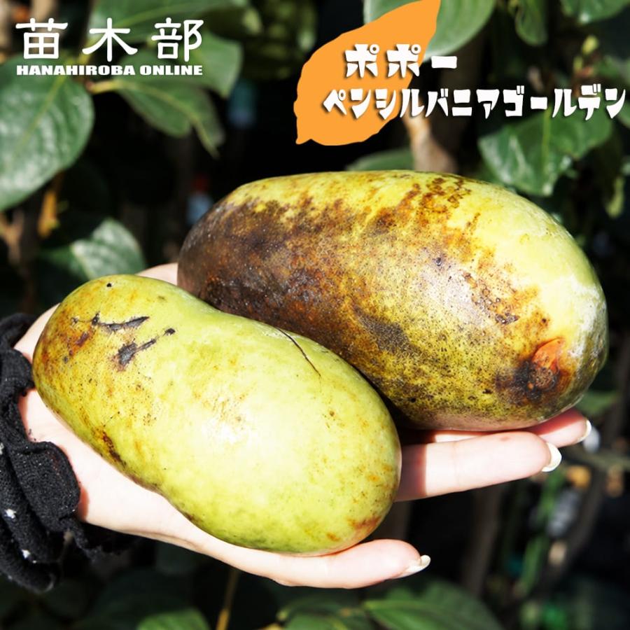 ポポー 苗木 ペンシルバニアゴールデン 1年生接木苗 予約販売10〜11