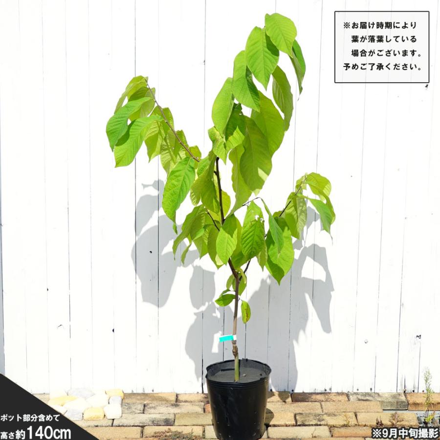 ポポーの木 ポトマック 4年生 接ぎ木 苗 果樹 果樹 西濃運輸お届け 北海道 沖縄 離島不可 Popo Potmack04 苗木部 花ひろばオンライン 通販 Yahoo ショッピング