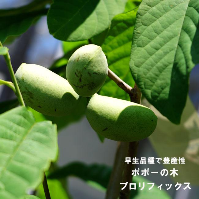 ポポー 苗木 プロリフィックス 3年生接木大苗 : 苗木部 花ひろば