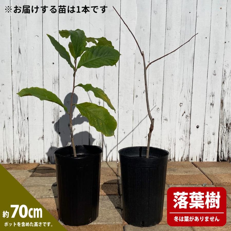 ポポー 苗木 サスケハンナ 1年生接木苗 爆買 : 苗木部 花ひろば