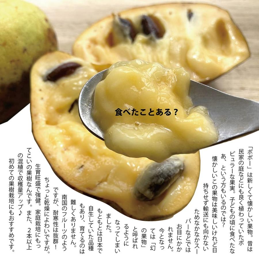 ポポー 苗木 サスケハンナ 1年生接木苗 予約販売10〜11月頃入荷予定