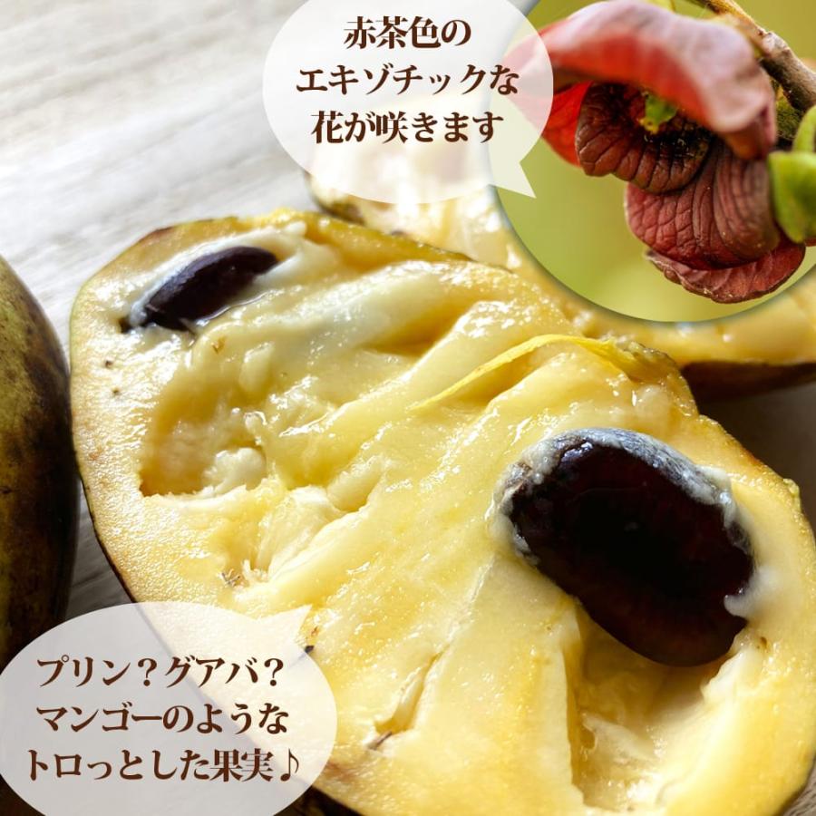 ポポー 苗木 サスケハンナ 1年生接木苗 予約販売10〜11月頃入荷予定