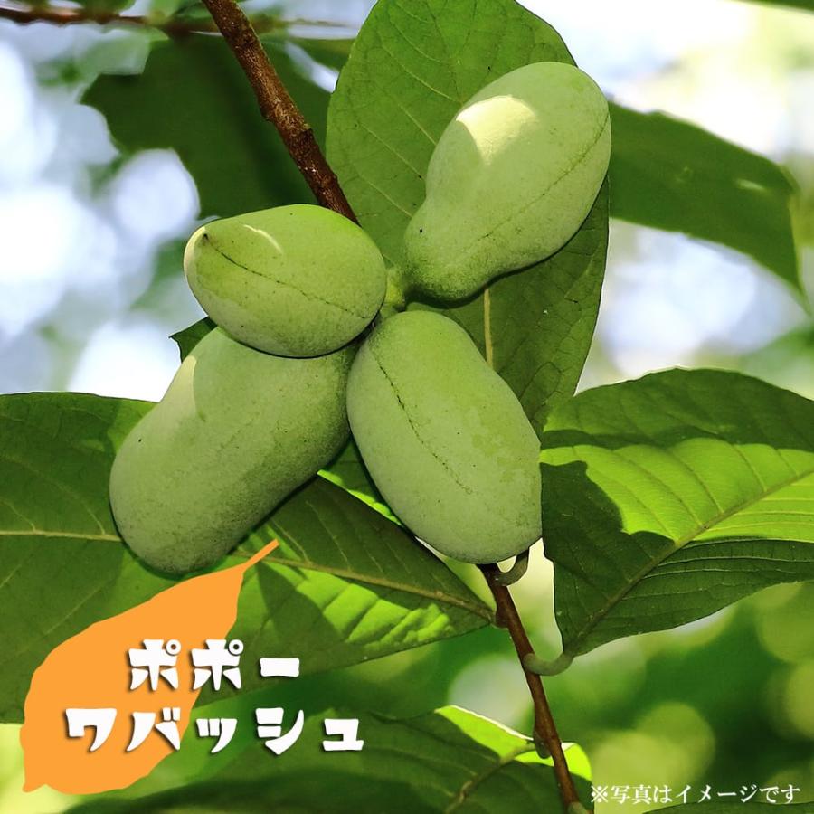 【】ポポー 1m 露地 苗