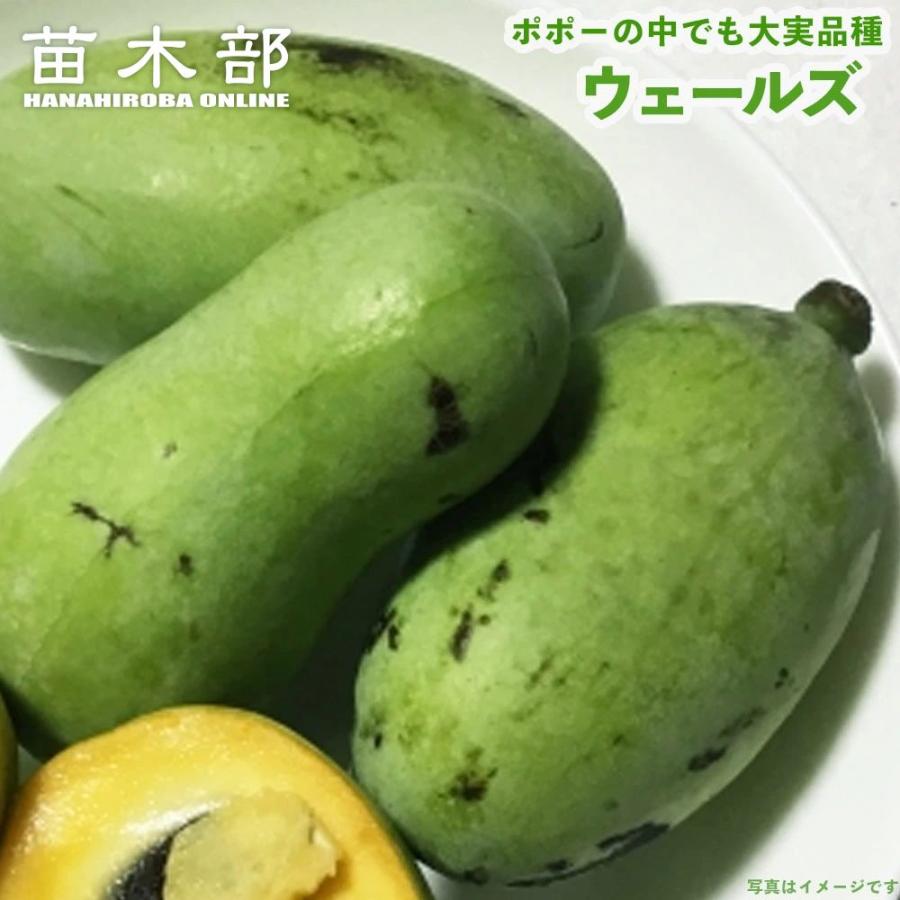 ポポー 苗木 ウェールズ 3年生接木大苗 8号ポット : 苗木部 花ひろば