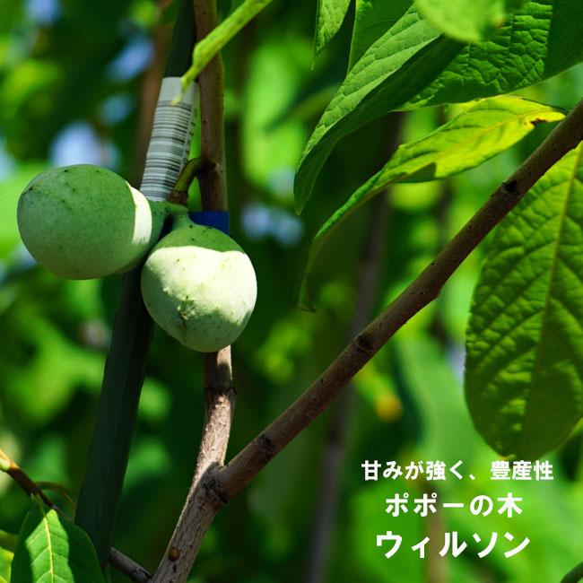 接木　ポポー　ウィルソン ポポー 苗木 ウィルソン 1年生接木苗 : 苗木部 花ひろばオンライン