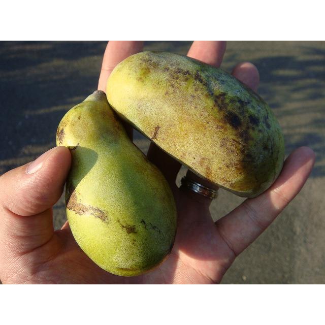 ポポー 苗木 ウィルソン 1年生接木苗 : 苗木部 花ひろばオンライン