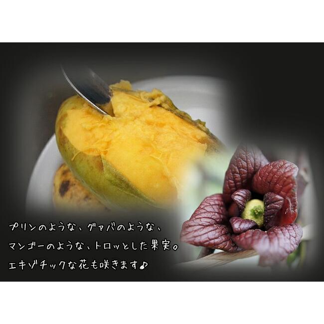 ポポー 苗木 ウィルソン 1年生接木苗 爆買いweek : 苗木部 花ひろば