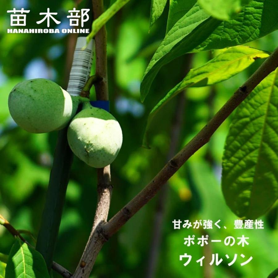 ポポー 苗木 ウィルソン 3年生接木大苗 8号ポット : 苗木部 花ひろば