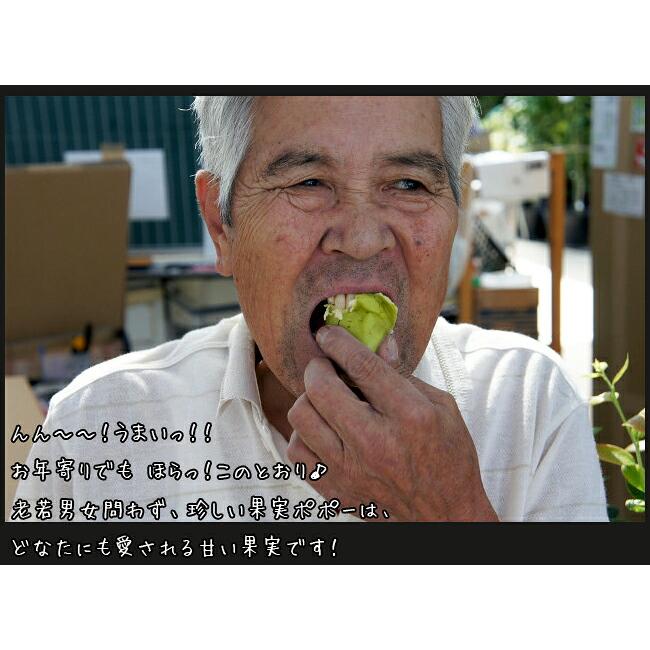 ポポー 苗木 実生雑種 1年生実生苗 予約販売10〜11月頃入荷予定 : 苗木