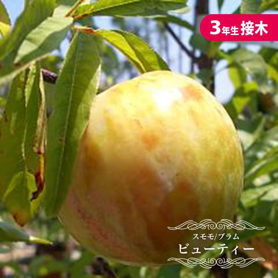 プラム ビューティー 3年生 接木 大苗 8号ポット : 苗木部 花ひろば