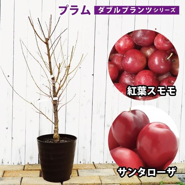 ダブルプランツ プラム すもも 紅葉すもも サンタローザ 2種接ぎ木 2年生 フレグラーポット鉢植え すもも Puramu Hybrid 0i1 苗木部 花ひろばオンライン 通販 Yahoo ショッピング