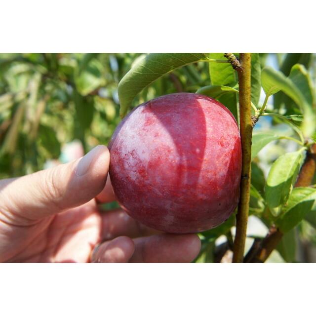 すもも 苗木 貴陽 プラム 2年生 接木苗 限定販売 予約販売10〜11