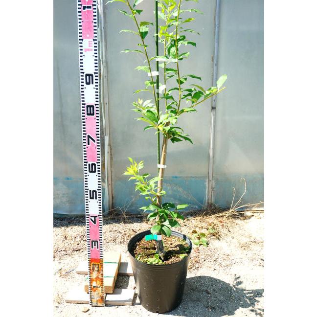すもも 苗木 貴陽 プラム 3年生接木大苗 1m苗 産地で剪定済 1.0m