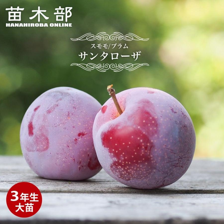 すもも 苗木 サンタローザ 3年生接木大苗 1m苗 産地で剪定済 1.0m苗