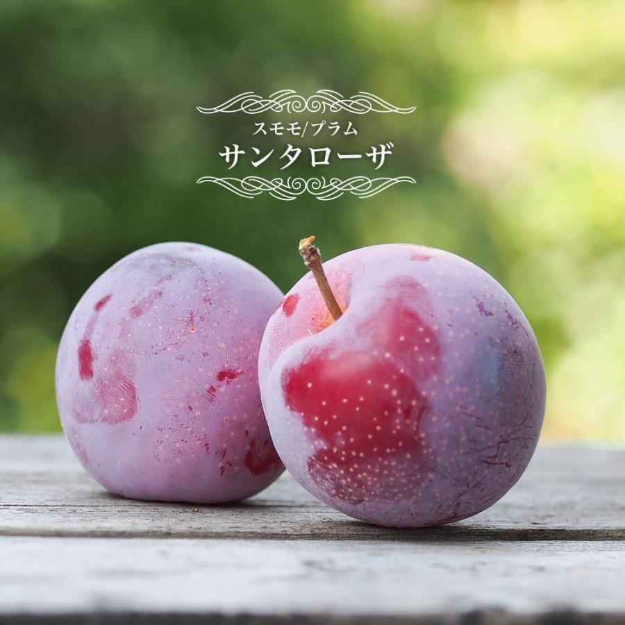 すもも 苗木 サンタローザ 2年生接木スリット鉢植え 限定販売 : 苗木部