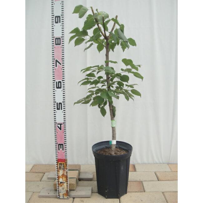 すもも 苗木 サンタローザ 2年生接木スリット鉢植え 限定販売 予約販売